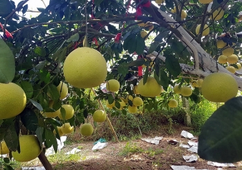 Quảng Bình:  Hỗ trợ 03 Dự án chăn nuôi thỏ sinh sản và 01 Dự án trồng bưởi Phúc Trạch