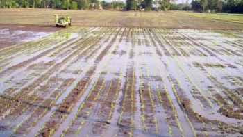 Bình Thuận: Sản xuất vụ Hè Thu năm 2021 có nhiều thuận lợi