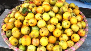 Sơn La: Phát triển cây sơn tra ở Thuận Châu