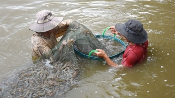 Bến Tre: Tổng sản lượng nuôi trồng thủy sản tháng 8 ước đạt 20.300 tấn