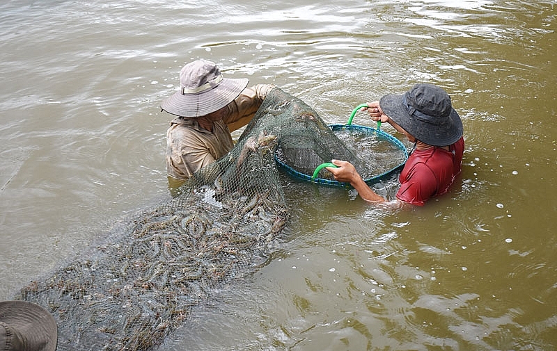 Bến Tre: Tổng sản lượng nuôi trồng thủy sản tháng 8 năm ước đạt 20.300 tấn
