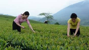 Yên Bái: Sản lượng chè búp tươi của huyện Văn Chấn đạt 25 nghìn tấn