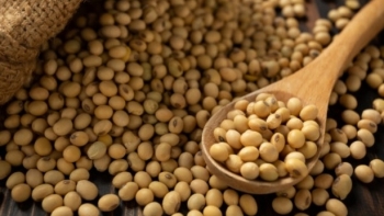 Đậu tương nhập khẩu về Việt Nam 84% có xuất xứ từ Mỹ và Brazil