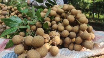 Hà Nội: Chung tay hỗ trợ tiêu thụ nhãn tại các vùng sản xuất