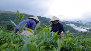 Xuất khẩu chè của Việt Nam trong tháng 7 đạt 10.000 tấn