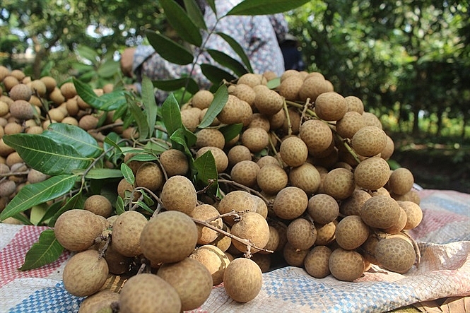 Hà Nội: Chung tay hỗ trợ tiêu thụ nhãn tại các vùng sản xuất