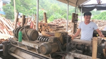 Bắc Kạn: Tăng cường quản lý, chống thất thu thuế từ các cơ sở chế biến gỗ