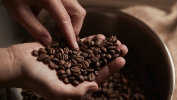 Giá cà phê hôm nay 20/8: Quay đầu giảm 300 đồng/kg