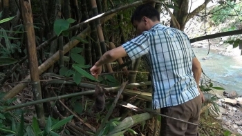 Sơn La: Hỗ trợ thiệt hại do động vật hoang dã gây ra trên địa bàn tỉnh