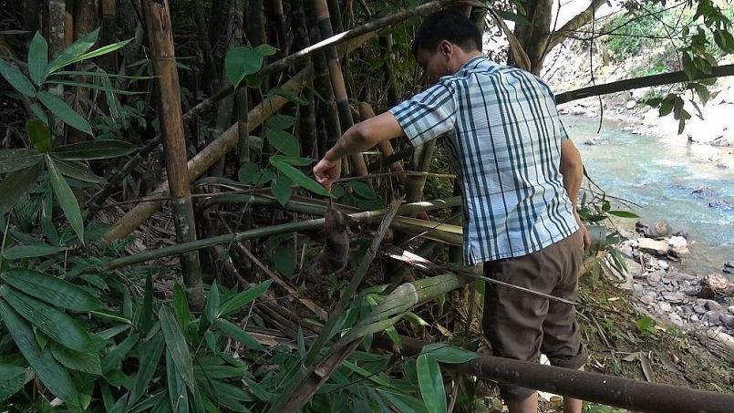Sơn La: Hỗ trợ thiệt hại do động vật hoang dã gây ra trên địa bàn tỉnh