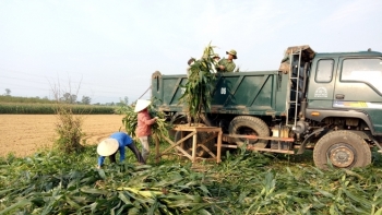 Quảng Bình:  Phấn đấu đến năm 2025, cơ cấu nông, lâm, ngư nghiệp chiếm 17,5% GRDP toàn tỉnh