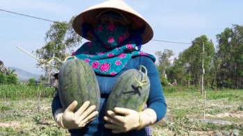 Quảng Ngãi: Chỉ đạo sản xuất trồng trọt trong điều kiện dịch Covid-19 trên địa bàn tỉnh