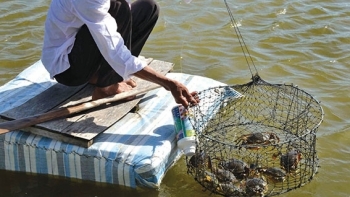 Cà Mau: Tăng cường chỉ đạo phát triển sản xuất thủy sản, chăn nuôi các tháng cuối năm