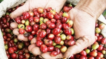 Giá cà phê hôm nay 21/8: Tăng trung bình 200 - 300 đồng/kg