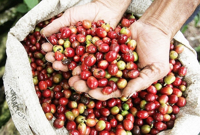 Giá cà phê hôm nay 21/8: Tăng trung bình 200 - 300 đồng/kg