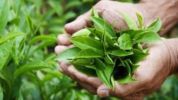 Australia tăng nhập khẩu chè từ Việt Nam