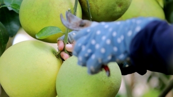 Ninh Bình:  Hỗ trợ kết nối, thúc đẩy tiêu thụ sản phẩm bưởi Phúc Trạch Hà Tĩnh