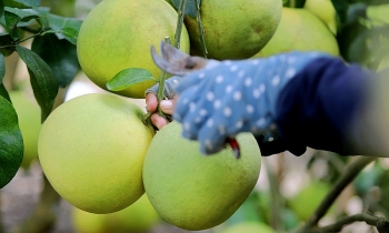 Ninh Bình:  Hỗ trợ kết nối, thúc đẩy tiêu thụ sản phẩm bưởi Phúc Trạch Hà Tĩnh