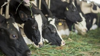 Quảng Ngãi: Thực hiện Chiến lược phát triển chăn nuôi giai đoạn 2021- 2030, tầm nhìn 2045