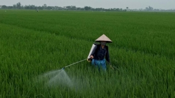 Bắc Ninh: Hướng dẫn sản xuất nông nghiệp trong điều kiện phòng, chống dịch Covid-19