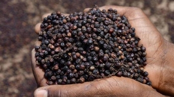 Giá hồ tiêu hôm nay 23/8: Trong nước giữ ổn định