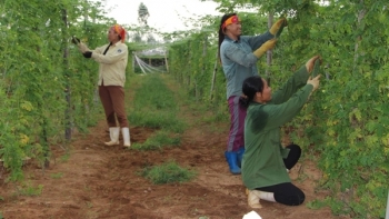 Nghệ An: 13 sản phẩm của các hợp tác xã đạt tiêu chuẩn sản phẩm OCOP 3 - 4 sao