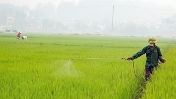 Ninh Bình tập trung chỉ đạo sản xuất và phòng trừ dịch hại trên lúa vụ Mùa