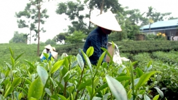 Thái Nguyên đầu tư bảo tồn và phát triển vùng chè đặc sản Tân Cương