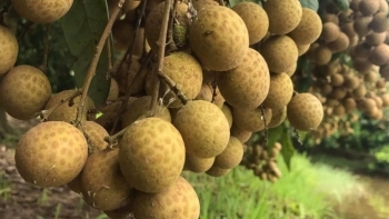 Trung Quốc cấm vô thời hạn với nhãn Thái Lan, doanh nghiệp Việt cần lưu ý