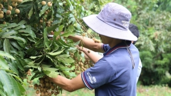 Sơn La: Huyện Sông Mã đã tiêu thụ 51.464,8 tấn nhãn