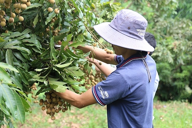 Sơn La: Huyện Sông Mã đã tiêu thụ 51.464,8 tấn nhãn