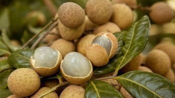 Sơn La đưa khoảng 80.000 tấn nhãn tươi vào sấy long nhãn trong niên vụ 2021