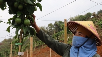 Sơn La tập trung phát triển vùng nguyên liệu ổn định cho các nhà máy chế biến