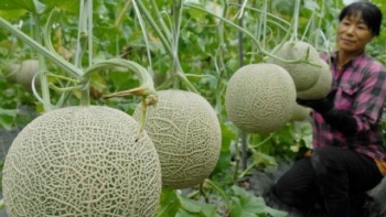 An Giang hỗ trợ đưa hộ sản xuất nông nghiệp lên sàn thương mại điện tử