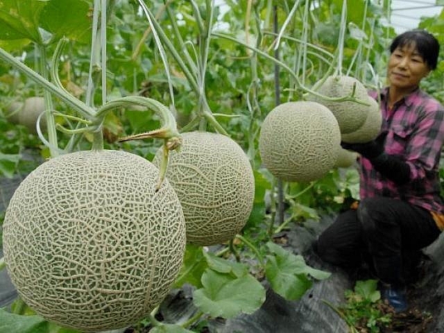 An Giang hỗ trợ đưa hộ sản xuất nông nghiệp lên sàn thương mại điện tử