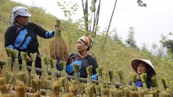 Bắc Kạn phấn đấu đến hết năm 2022, có trên 315 hợp tác xã