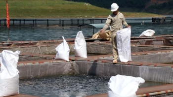 Sản lượng cá thu hoạch trong tháng 8 của Hòa Bình ước đạt 957 tấn