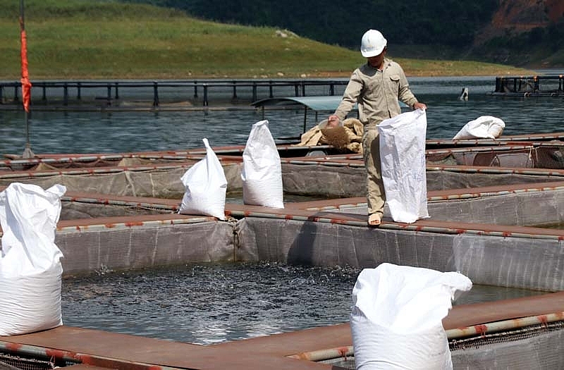 Sản lượng cá thu hoạch trong tháng 8 của Hòa Bình ước đạt 957 tấn Sản lượng cá thu hoạch trong tháng 8 của Hòa Bình ước đạt 957 tấn