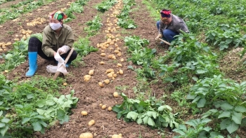 Bắc Kạn phấn đấu đạt 1.549 ha cây trồng vụ Đông năm 2021