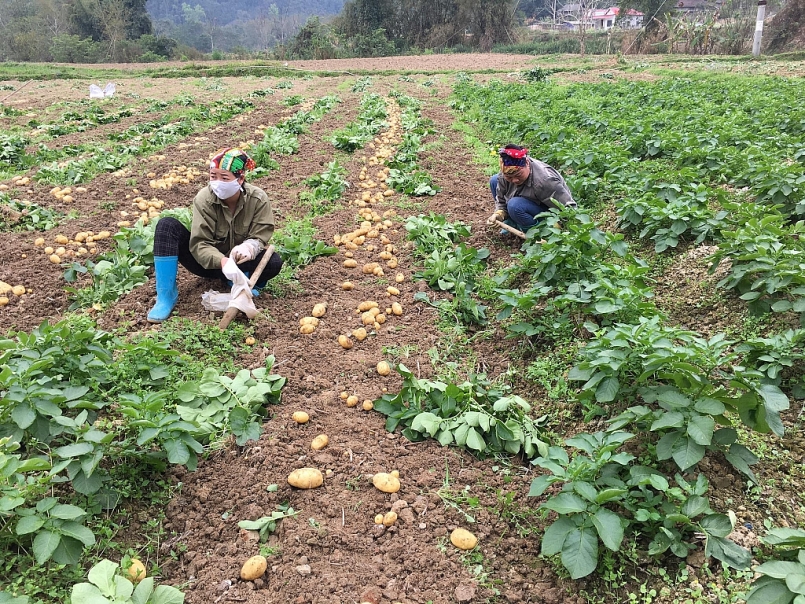 Tỉnh Bắc Kạn phấn đấu đạt 1.549 ha cây trồng vụ Đông năm 2021