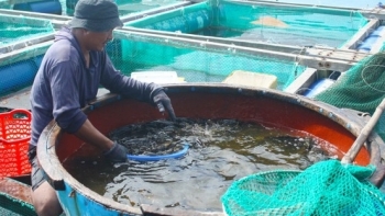 Sản lượng thủy sản 8 tháng đầu năm của tỉnh Quảng Ngãi ước đạt 204.814 tấn