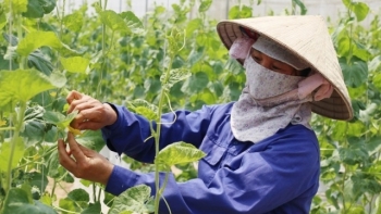 Sơn La tập trung ứng dụng khoa học kỹ thuật vào sản xuất nông nghiệp