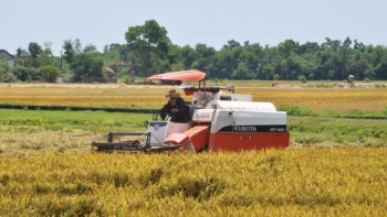 Thừa Thiên Huế thực hiện các giải pháp đẩy nhanh tiến độ thu hoạch vụ Hè Thu 2021