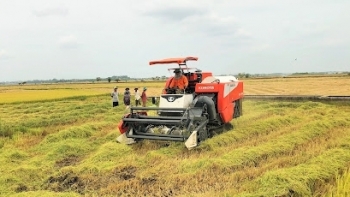 Cả nước đã thu hoạch được 999.400 ha lúa hè thu