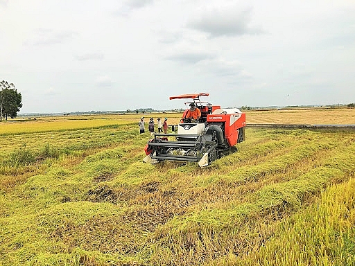 Cả nước đã thu hoạch được 999.400 ha lúa hè thu