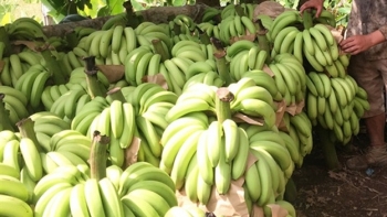 Lào Cai tăng cường tiêu thụ nông sản, trong đó có chuối quả