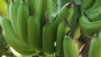 Trung Quốc ngừng thu mua, 20.000 tấn chuối khó tiêu thụ