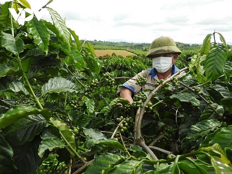 Kon Tum đề ra 06 giải pháp phát triển kinh tế tập thể năm 2022