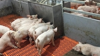 Giá thịt lợn hôm nay 18/9: Đà tăng chững lại, thấp nhất 79.000 đồng/kg