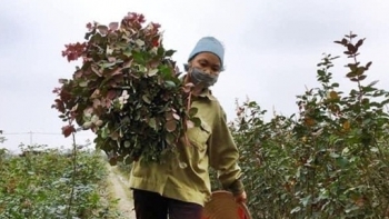 Hà Nội: Phê duyệt Dự án giảm nghèo ở 14 xã ở vùng đồng bào dân tộc miền núi